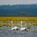 053_Biebrza - kwiecien 2011